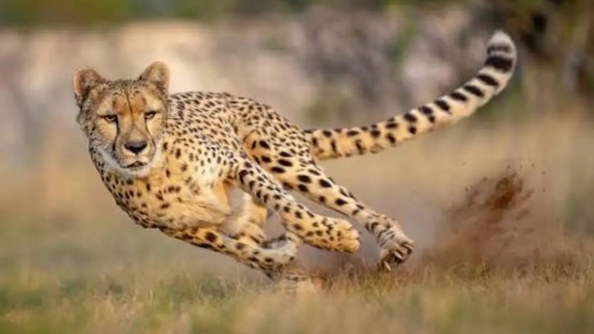 From Kuno to Durgavati, Cheetahs Find Their Third Home in Madhya Pradesh