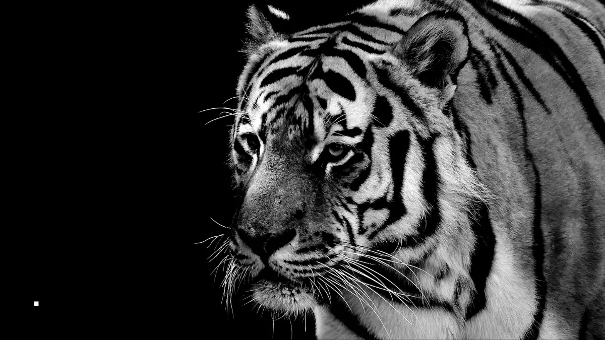 Nameri Tiger Reserve Gets CA|TS Approved Status for Tiger Conservation