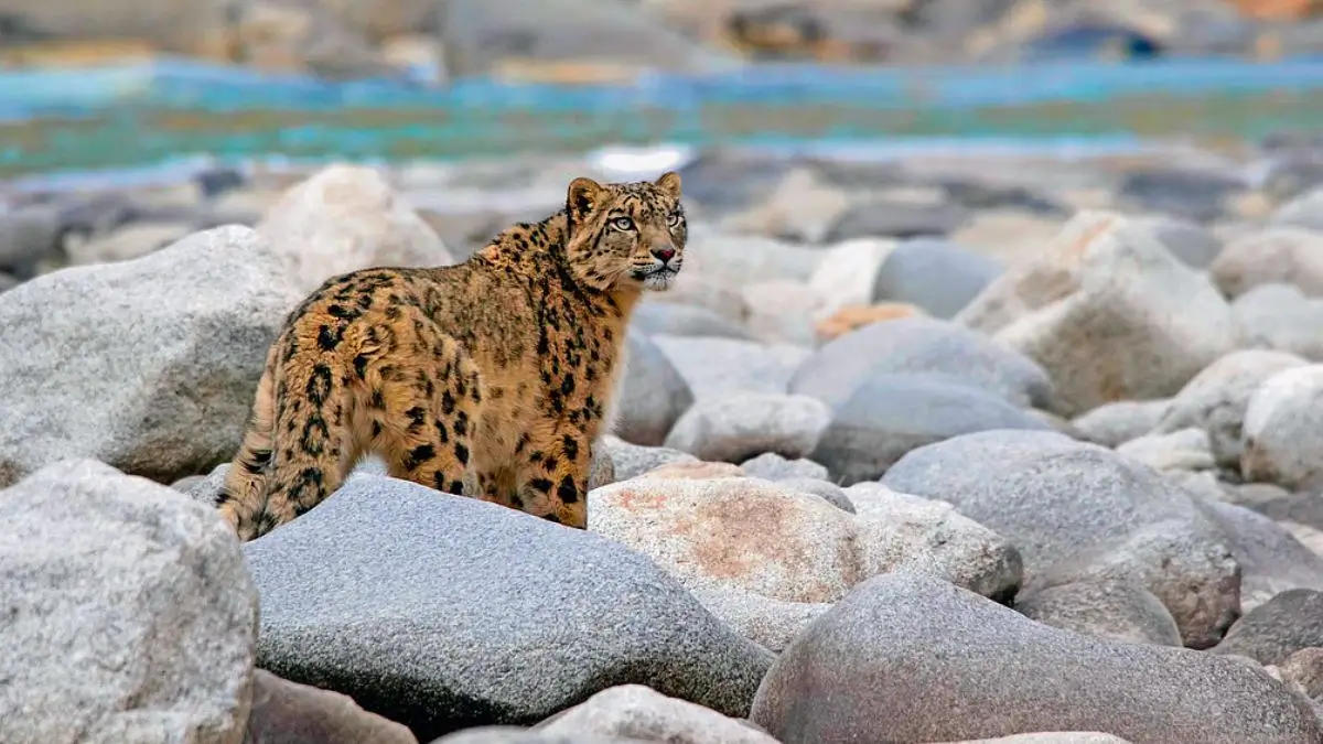 Ladakh Launches India’s First High-Altitude Wildlife Safari for Snow Leopards