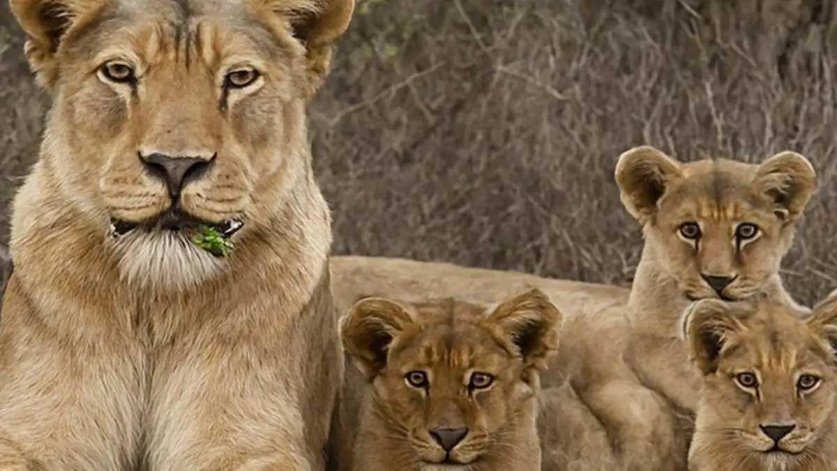 Asiatic Lions Return to Barda Wildlife Sanctuary After 144 Years