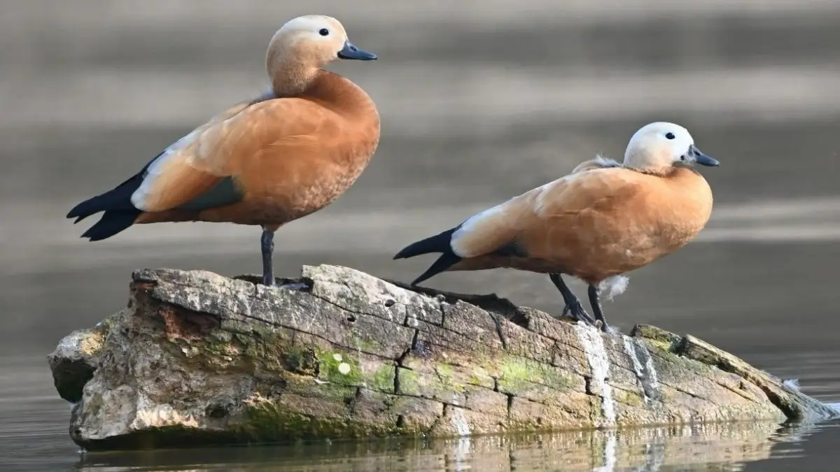 India’s Ramsar Sites Reach 103: Sukhna Wetland and Sauj Jheel Added to the List