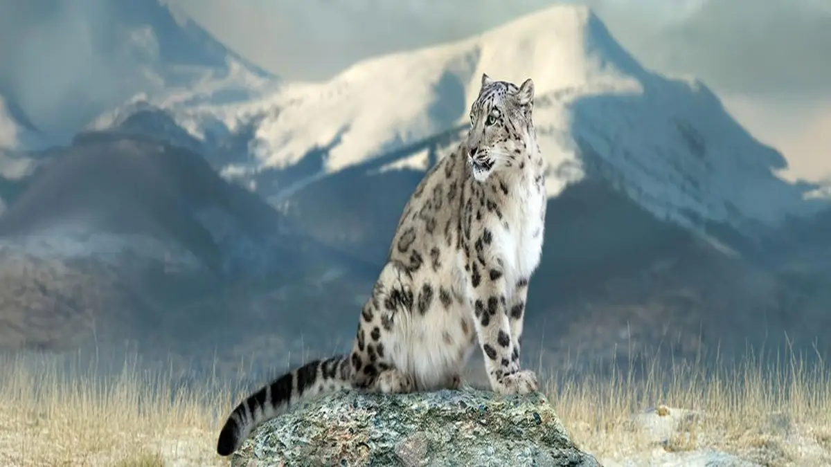 International Day of the Snow Leopard 2026