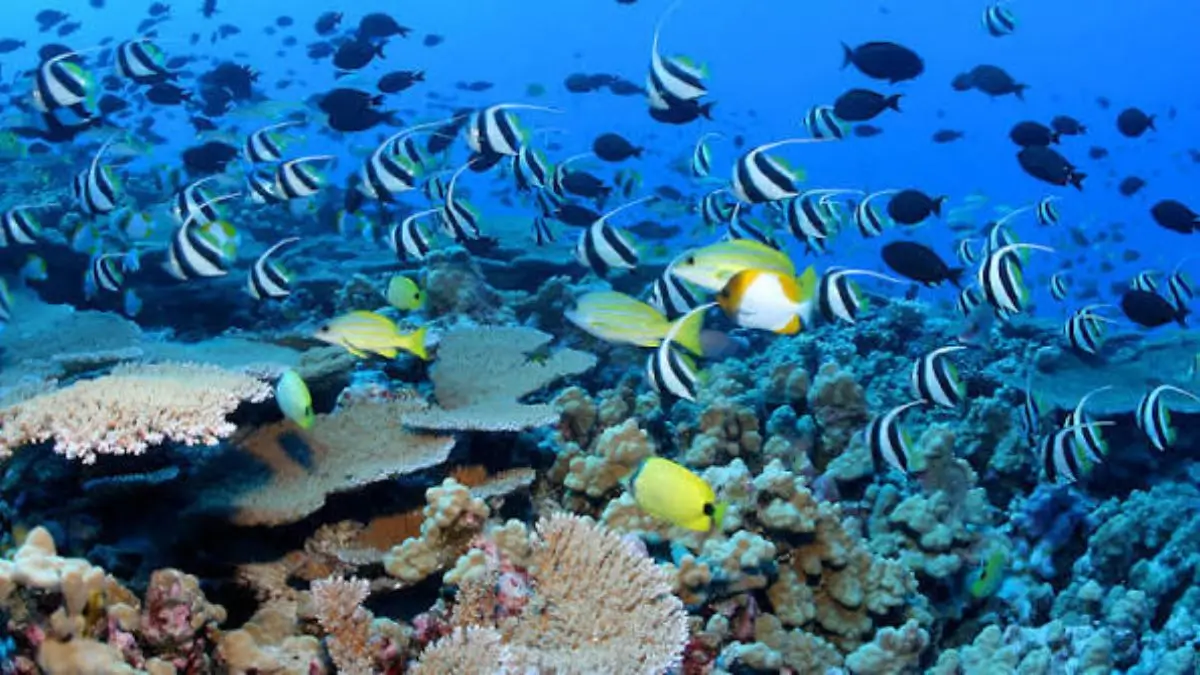 Global Coral Reef Ecosystems Face Collapse Risk by 2075, IUCN Assessment Warns