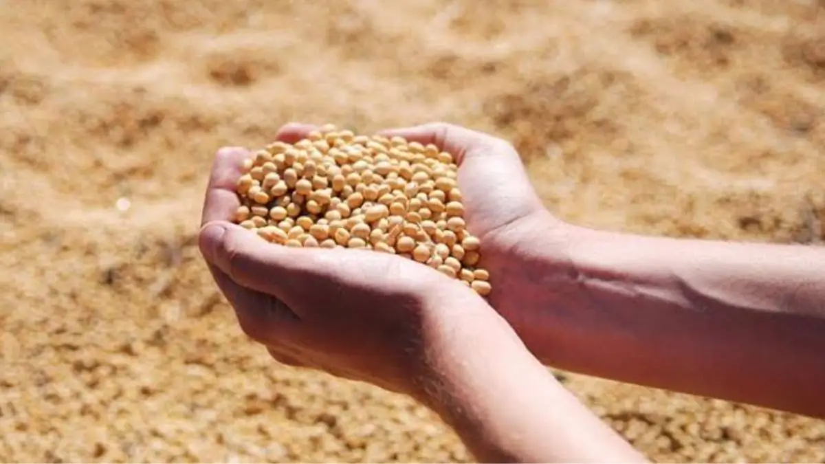 India’s Soybean Imports Hit Record 1.1 Million Tonnes in 2025–26