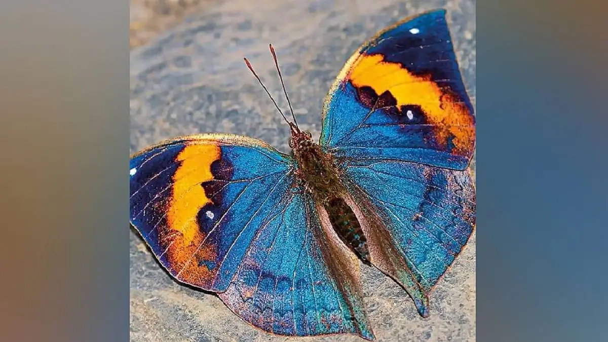 Orange Oakleaf to Become Chhattisgarh’s Official State Butterfly