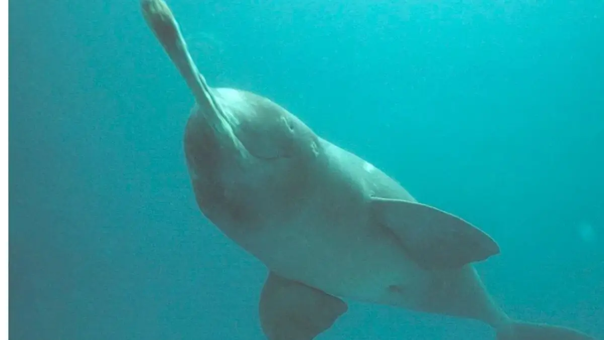 UNEP Recognises India’s Ganges River Dolphin Recovery Programme as a World Restoration Flagship