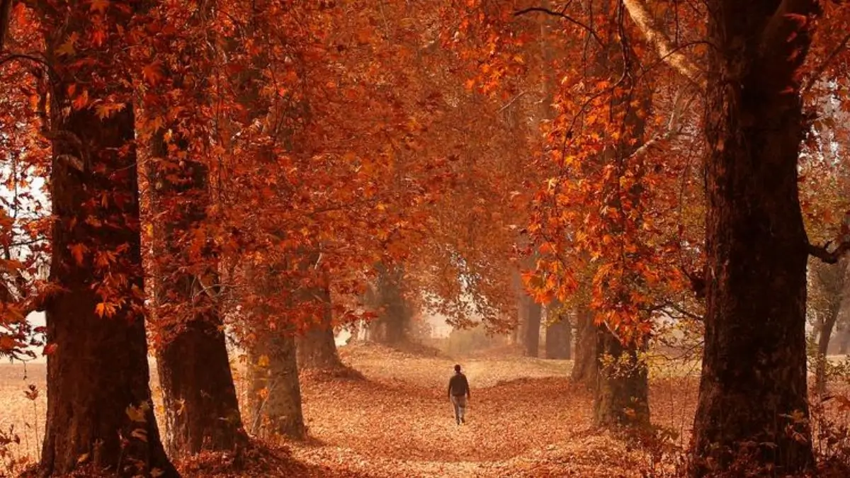 Why Kashmir’s Chinar Trees Turn Red Every Autumn: The Science Explained